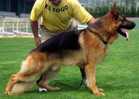 Tiarko De Franquieres