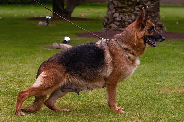 Daianne de los Rubios