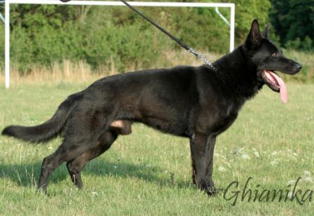 VD Patton Gája-Nova