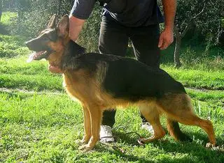 Bonnie Of Assaracus