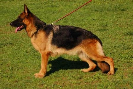 V /SG BSZS Ginka della Gens Pontina