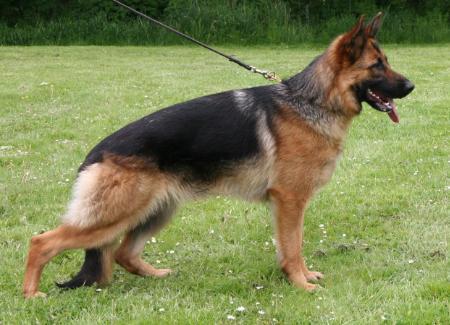 V (LGZS) Tami zur Wolfskammer