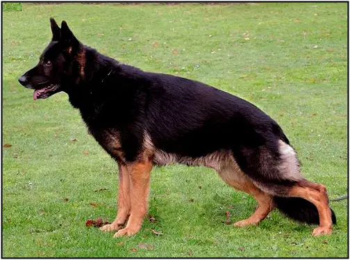 V Max zu den grauen Birken