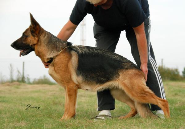 Aysa Gelezinis vilkas