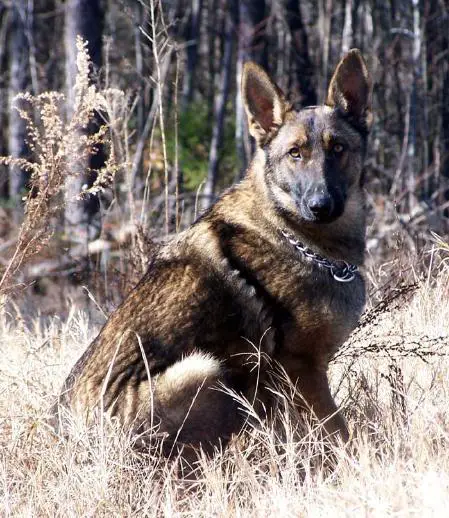 Brenda Max A Million