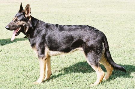 Brago Aus der Rittermark