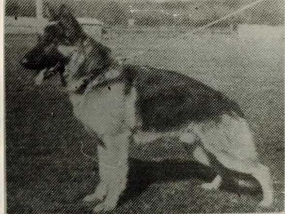 V Dingo vom Herzogsbach