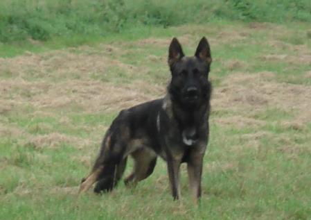 Adevil von Djipy's Haus