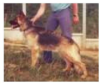 Toska de l'Aqueduc de Cachan