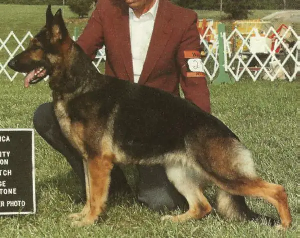 CH (AKC) Howard's Magic Moment