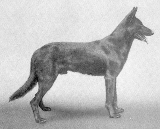 Blitz von der scharfen Lanke