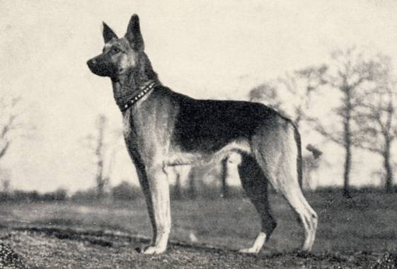 Irmo von Riedekenburg