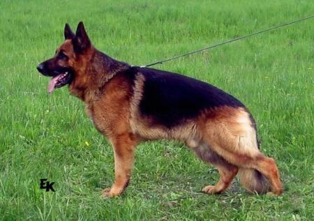 16XVT,OV,KV,CH-PL Kameron Avax Hof