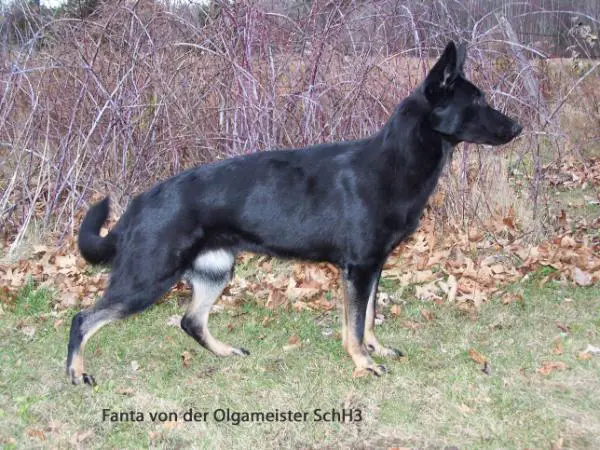 Fanta von der Olgameister