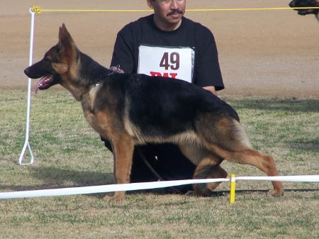 Durka Vom Hauscarrillo