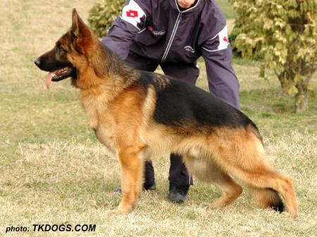 SG 1 Kevin v. Pannonia wolf