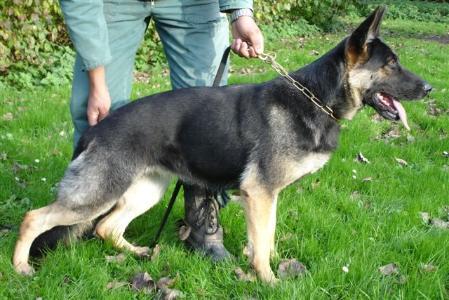 G Bjorka Di Casa Sintiago