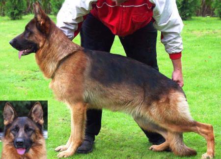 V Hanny vom Wulfsdiek