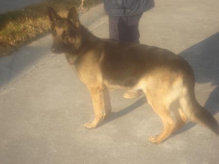 Yack von Aris (Estrada)