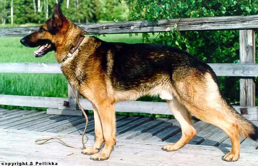 Georgy vom Körbelbach