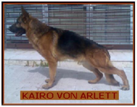 Kairo von arlett