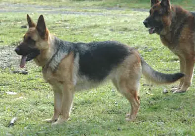 Sadie von Engeset