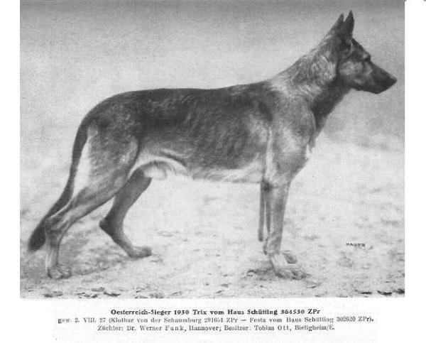 SGR 1930 (AUSTRIA) Trix vom Haus Schütting