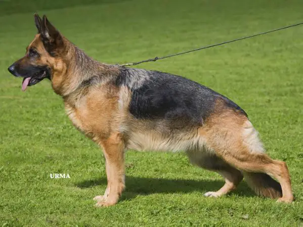 S U CH Wilaritts Yaska