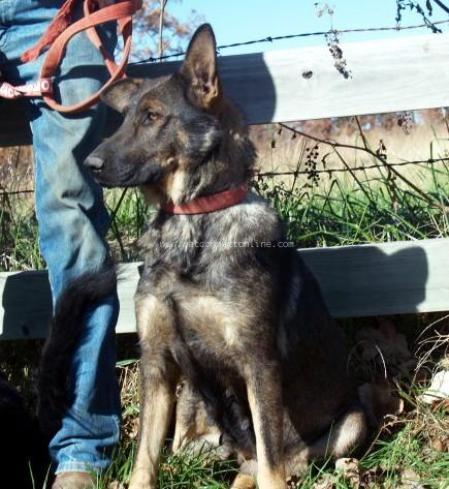 Novotney Slnecnic Gaja-Nova