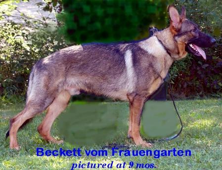 Beckett vom Frauengarten