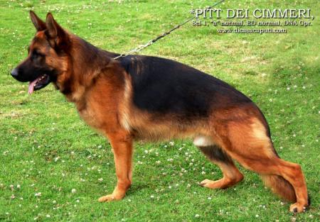 Pitt dei Cimmeri