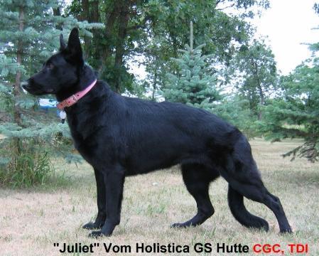 Juliet Vom Holistica Gs Hutte