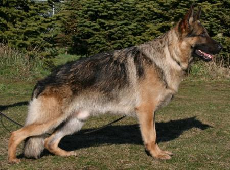 V Yesterday vom Tatzend