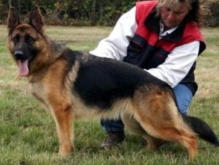 V Olive vom Gold-Berg