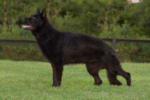 Johan Josef Von Heidenreich