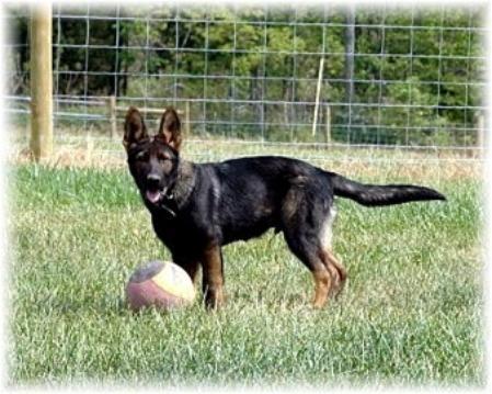 Kronos vom Alt-Ostland