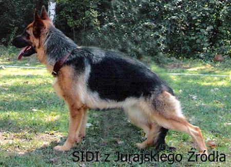 Sidi z Jurajskiego Zrodla