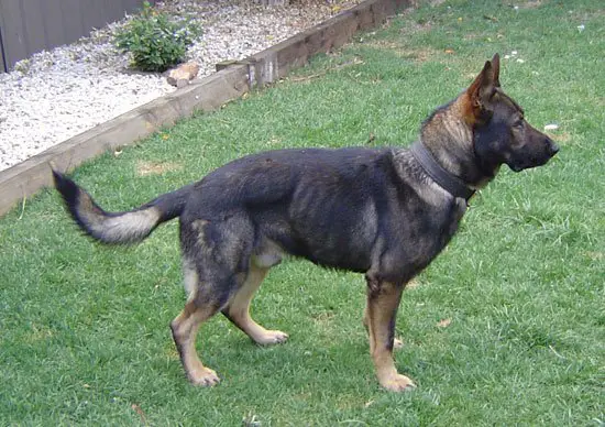 Vonforell Siru