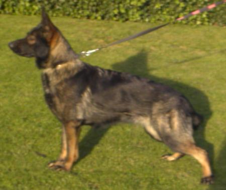 Inky von den Grauen von Monstab