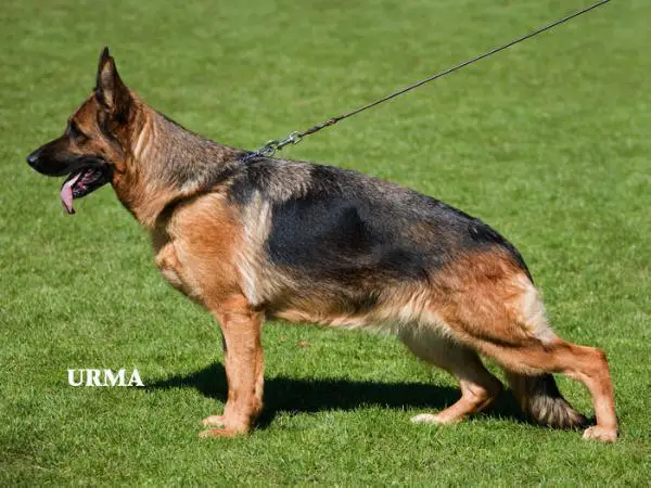 SG 6 BSZS Rimini von der Zenteiche