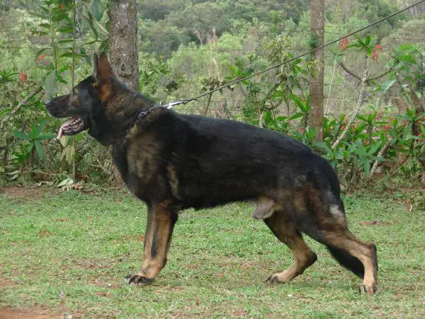 SG Apache Canil Dharma Kokx