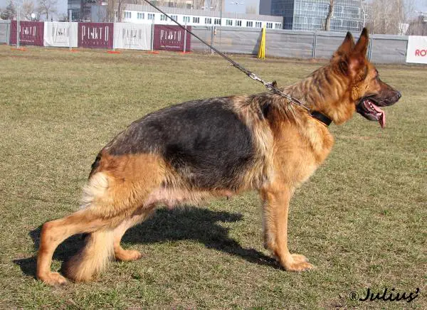 Betty vom Haus Cristi