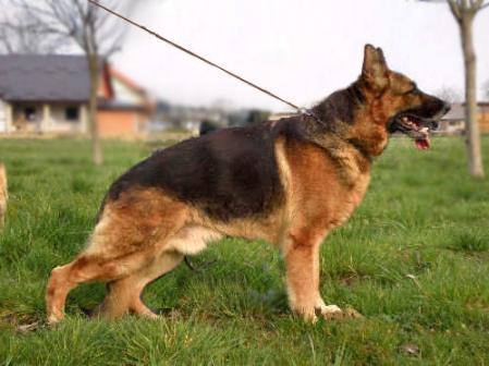 CH V Viggo von Nook