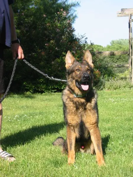 Von Dawns Thorton Wolf