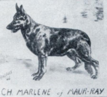 CH (US) Marlene of Maur-Ray