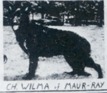 CH (US) Wilma of Maur-Ray