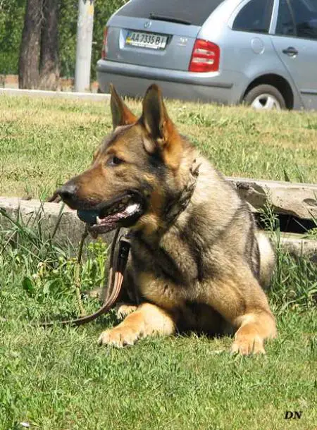 Bismark vom der Steinfluss