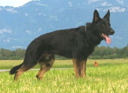 Kroy von der Schiffslache