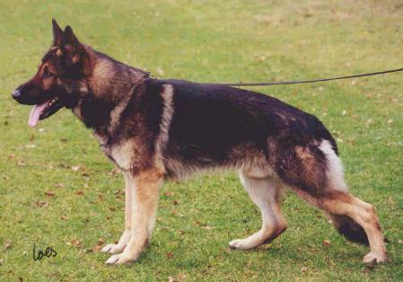 SG Cliff von der Lutter