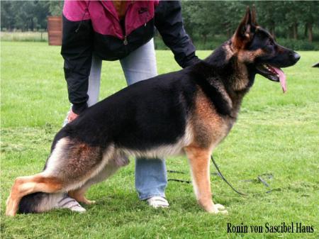 Ronin von Sascibel Haus